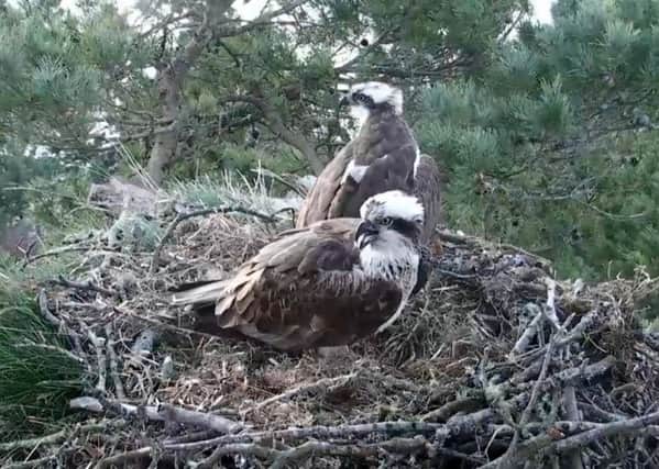 The chick emerged from its nest on Sunday just 24 hours after the first. Picture: Scottish Wildlife Trust