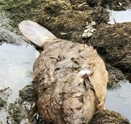 Outraged ecologist Derek Gow shared the picture on social media describing it as murderous, callous, cruel. Picture: SWNS