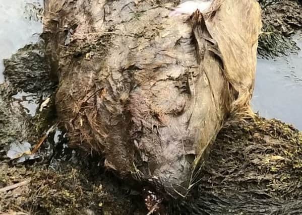 A post-mortem examination is said to have shown the beaver had been shot in the head with a shotgun, which didnt kill it, and was later finished off with a rifle. Picture: SWNS