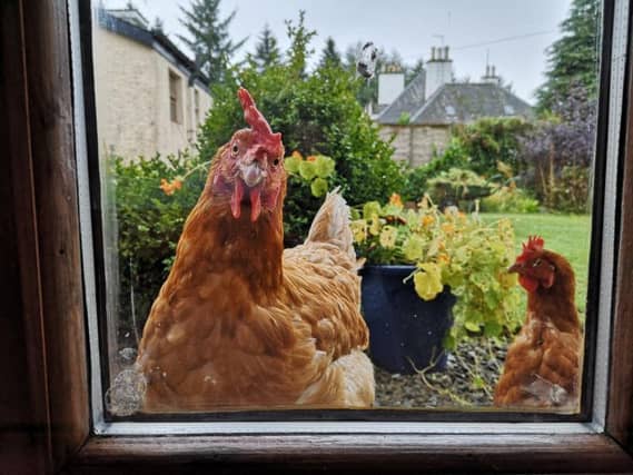 Consumer groups have warned against chlorinated chicken