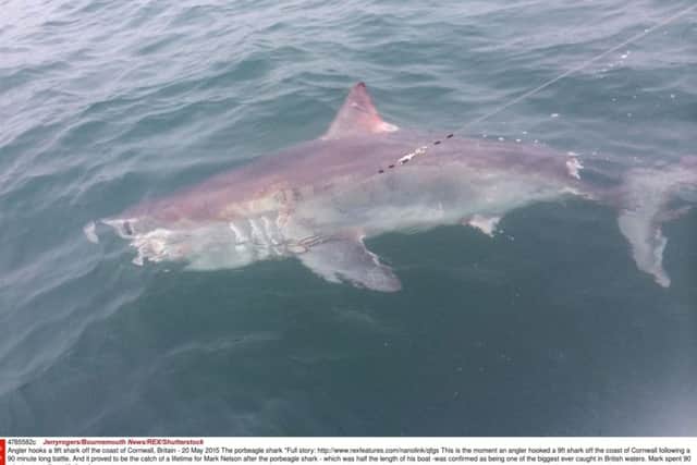 A porbeagle, similar to the one pictured, was caught accidentally in the Forth and released unharmed. Photo: Jerry Rogers/REX/Shutterstock