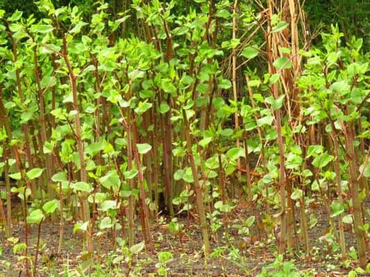 Mortgage lenders often require evidence that a treatment programme is in place to control knotweed growth