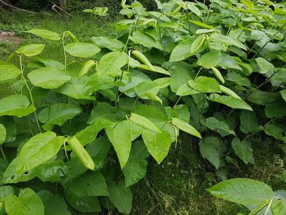 Knotweed often requires heavy-duty weedkillers or excavations to get rid of