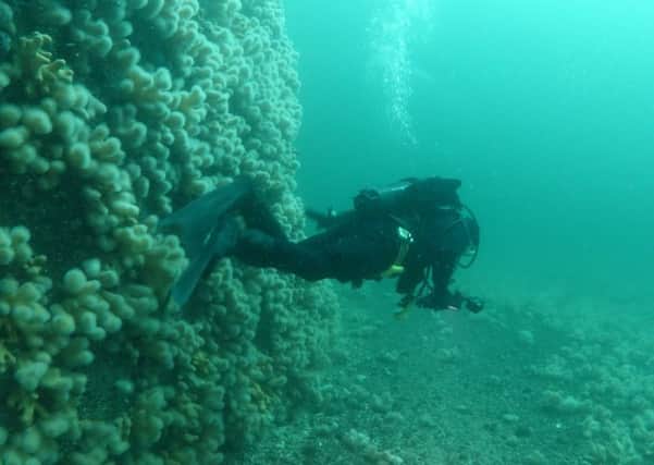 A diver surveys the seabed in Loch Carron. Picture: Howard Wood