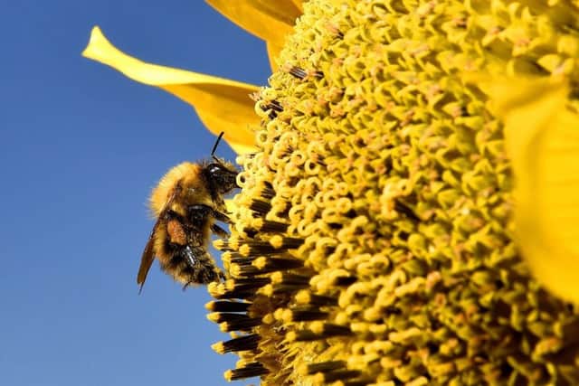 Many species of bees are on the brink of extinction in parts of the UK with some types lost entirely, a report has found. Picture: Owen Humphreys/PA Wire