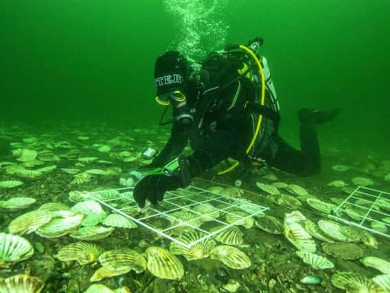 Glenmorangies Deep project lead scientist Bill Sanderson carefully lays native European oysters on the bottom of the Dornoch Firth. Picture: Richard Shucksmith