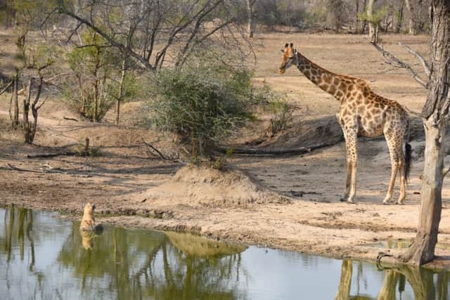 A giraffe visits one of the waterholes at Sabi Sabi Private Game Reserve. Picture: Lisa Young