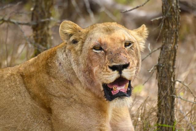 Lions were finally spotted at the end of the trip to Sabi Sabi Private Game Reserve om South Africa. Picture: Lisa Young