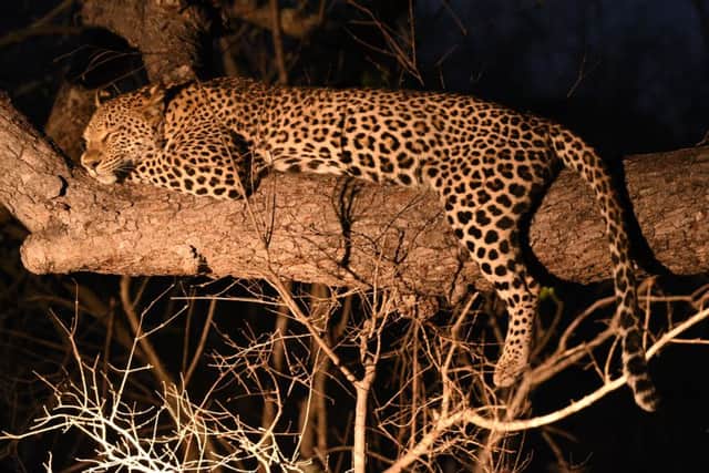 A young female leopard reclines along a branch during one of the evening safaris. Picture: Lisa Young