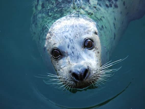 A Harbour seal (Picture: Shutterstock)