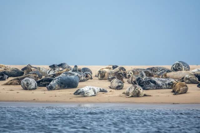 Seals resting on a sandbank. (Picture: Shutterstock)