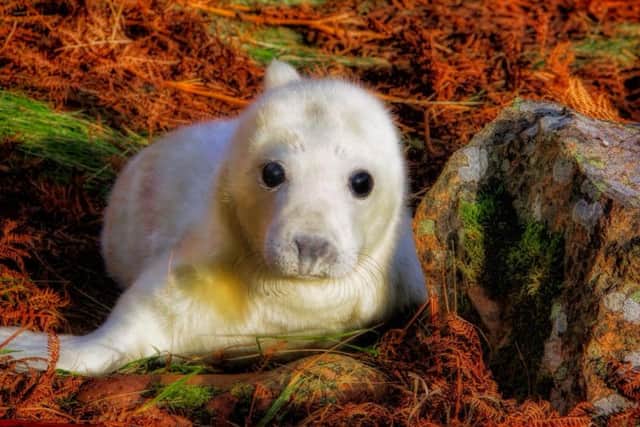 Seal pup (Picture: Shutterstock)