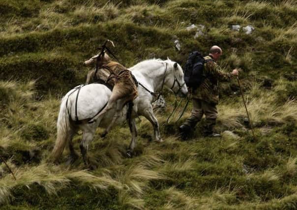 A ponyman takes a shot stag out from Milstone Cairn in Glen Callater on the Invercauld Estate. Picture: Jeff J Mitchell/Getty Images