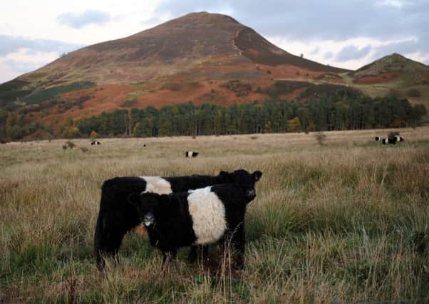 Much of Scotlands farmland is comprised of grass and farmland not suitable for growing crops, but ideal for producing beef to the most stringent quality and welfare standards. Picture: Phil Wilkinson