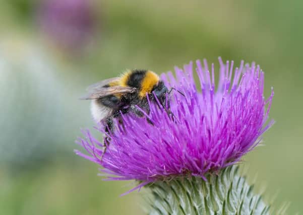 The garden bumblebee was among 13 of the UK's 24 bumblebee species that declined in 2018