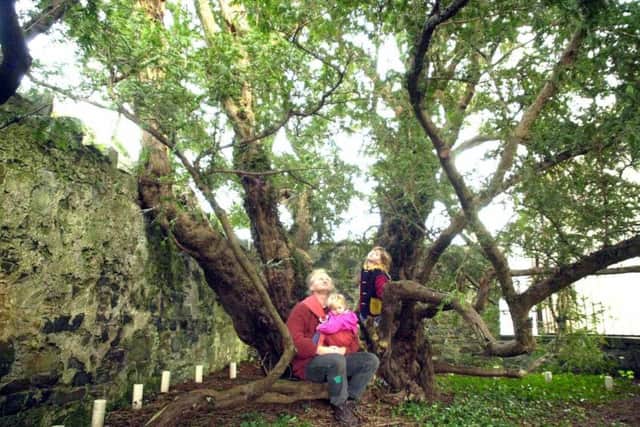 The Fortingall yew is in danger of dying due to tourists ripping off branches, enivornmentalists have warned. Picture: TSPL