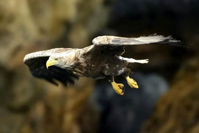 Research indicates that the Scottish sea eagle population is the closest genetically to the extinct English population