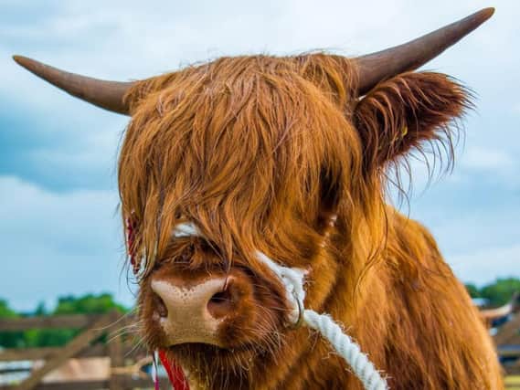 Highland cows are just one of the many animals you'll see at the Royal Highland Show (Photo: Shutterstock)