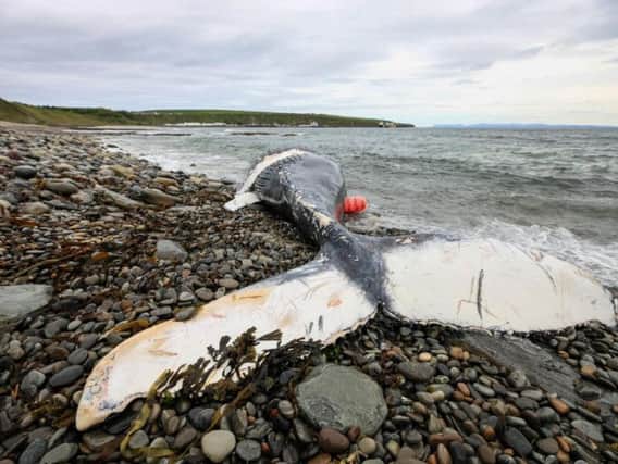 The whale has come ashore on the north Caithness coast. PIC: Caithness Images by Gavin Bird.