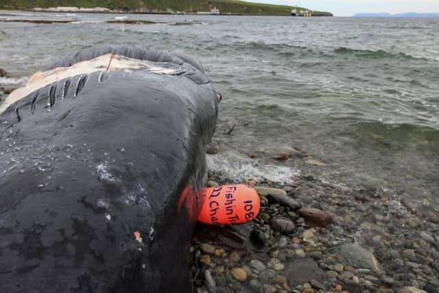 Scottish Marine Animal Stranding Scheme is investigating the whale's death. Caithness Images by Gavin Bird.