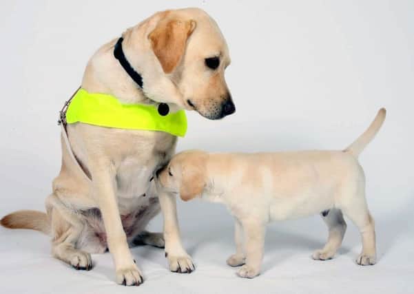 The treatment of guide dogs and their owners has been described as 'shocking'