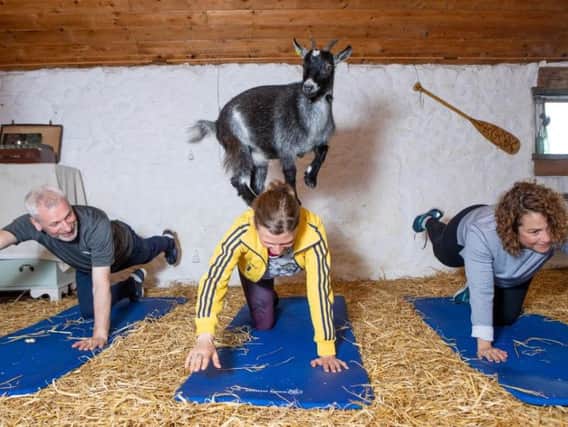 Could goat pilates be the new big thing in the fitness world? (Photo: SWNS)
