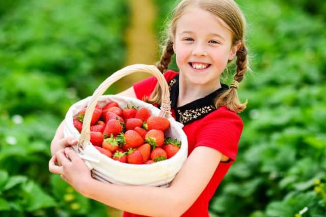 Carys Melton, aged nine, picking Scotty Brand strawberries at Bruce Farm in Perthshire. Picture: Julie Howden