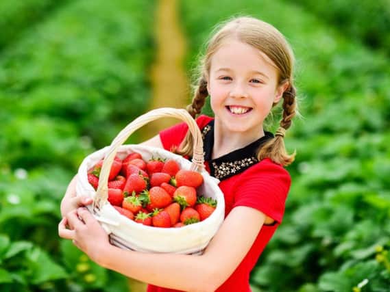Carys Melton, aged nine, picking Scotty Brand strawberries at Bruce Farm in Perthshire. Picture: Julie Howden