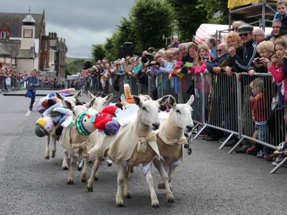 Moffat sheep race