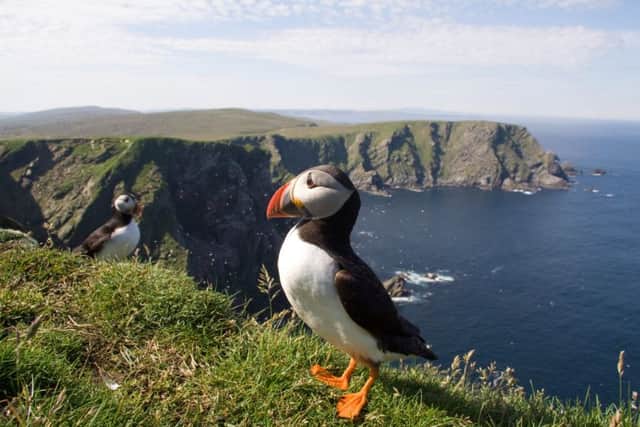 Close up of puffin - coastline of the most northern part of shetland islands in the background