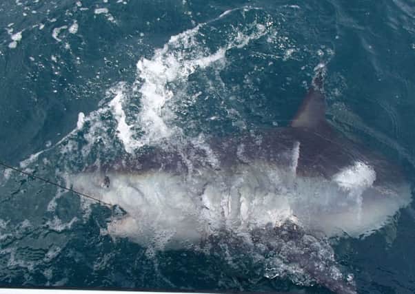 A nine-foot, 400lb porbeagle shark similar to the one caught off the Fife Coast in May PIC: Jerryrogers/Bournemouth News/Shutterstock