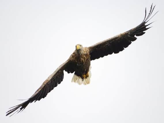 Sea Eagles are the UK's largest bird of prey
