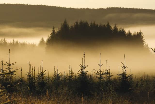 Forests contribute £1 billion a year to Scotland's rural economy, support 25,000 jobs and absorb vast amounts of carbon dioxide from the atmosphere
