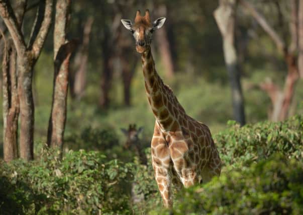 A Rothschild subspecies giraffe stands in its habitat at Nairobi's giraffe conservation centre "The Giraffe Centre" on December 21, 2016.  Long term research into giraffes that only started in 2003 in Namibia revealed that giraffes have silently being going extinct, with numbers plummeting by 40 percent in the last three decades to about 97,500, the International Union for the Conservation of Nature (IUCN) reported this month. One of the sub-species is the Nubian giraffe whose populations in Ethiopia and South Sudan are estimated to have dropped from over 20,000 to just 650.  / AFP / TONY KARUMBA        (Photo credit should read TONY KARUMBA/AFP/Getty Images)