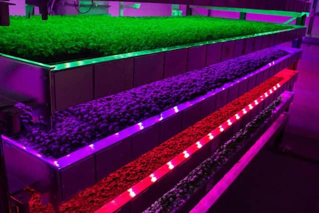Produce growing under vertical farming methods at Intelligent Growth Solutions' Invergowrie facility. Picture: Contributed
