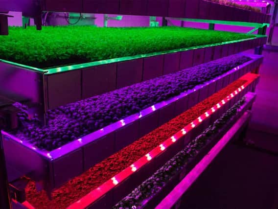 Produce growing under vertical farming methods at Intelligent Growth Solutions' Invergowrie facility. Picture: Contributed