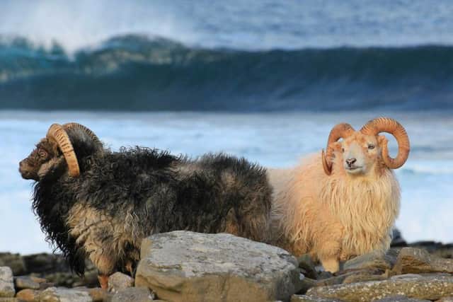 A sheep dyke warden is needed to protect the ancient rare breed of sheep found on the island. PIC: North Ronaldsay Trust.