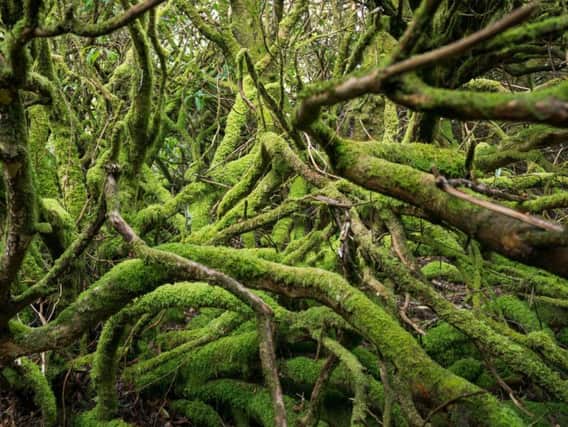 Invasive species, climate change and grazing are among the threats facing Scotland's rainforests.