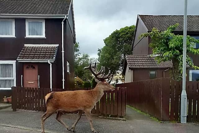 In the snaps, the stag calmly strolls down the street. Picture: SWNS