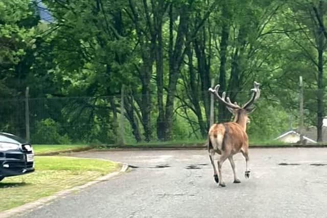 In the snaps, the stag calmly strolls down the street. Picture: SWNS