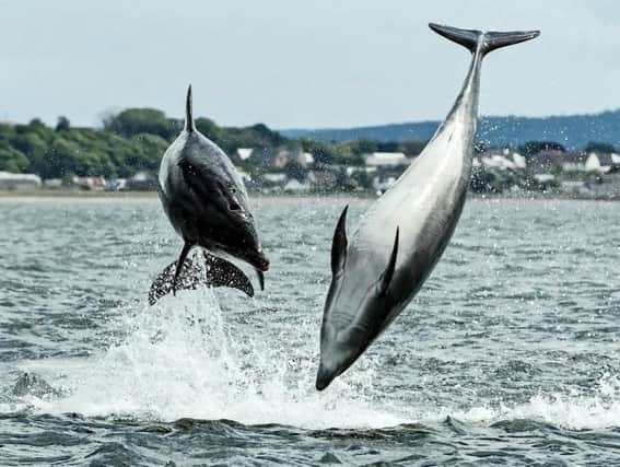 The incredible snaps show dolphins playfully leaping out of the water of the Moray Firth. Picture: SWNS