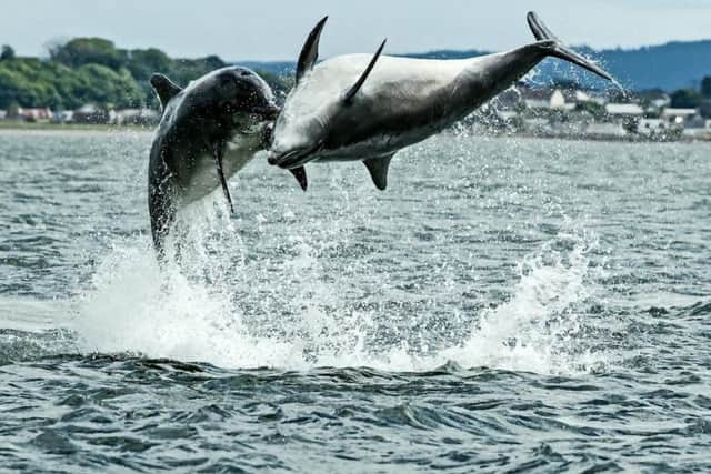 The couple witnessed a fascinating display at Chanonry Point. Picture: SWNS