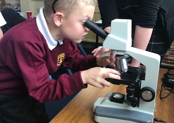 Under the microscope. Picture: File.