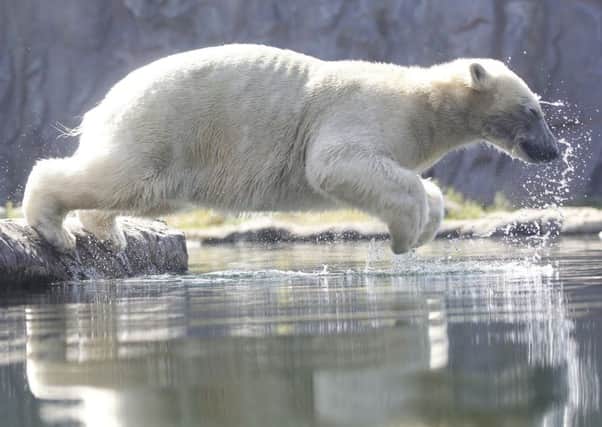 Polar bear Nanook jumps into the water at the zoo in Gelsenkirchen, Germany, as a heatwave hits much of Europe (Roland Weihrauch/dpa via AP)