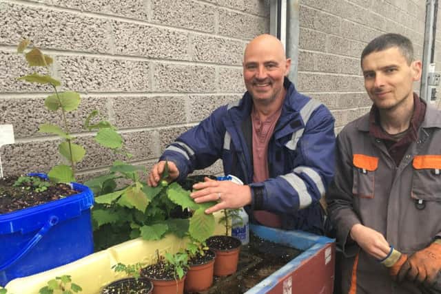 Paul Goddard, who leads the woodland team at Shetland Amenity Trust, and colleague Steven Hawkins with the cloned native hazel tree. PIC: Contributed.