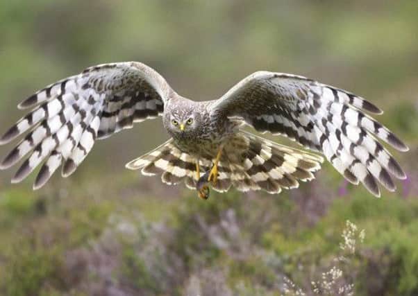 Hen harriers nest on the ground and like to eat grouse. Picture: RSPB