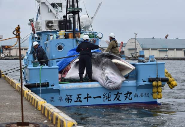 A captured minke whale is unloaded from a whaling ship at a port in Kushiro, Hokkaido Prefecture on July 1, 2019. (Photo by Kazuhiro NOGI / AFP)KAZUHIRO NOGI/AFP/Getty Images