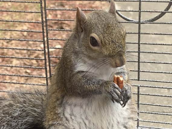 The squirrel, which the man is reported to have named Deeznutz, in a cage in Alabama.