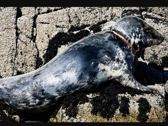 The seal, pictured here with a deep wound on its neck caused by a piece of plastic, was last seen on June 28 with an urgent search underway to find her. PIC: Donna Hopton/Gairloch Marine Wildlife Centre & Cruises.