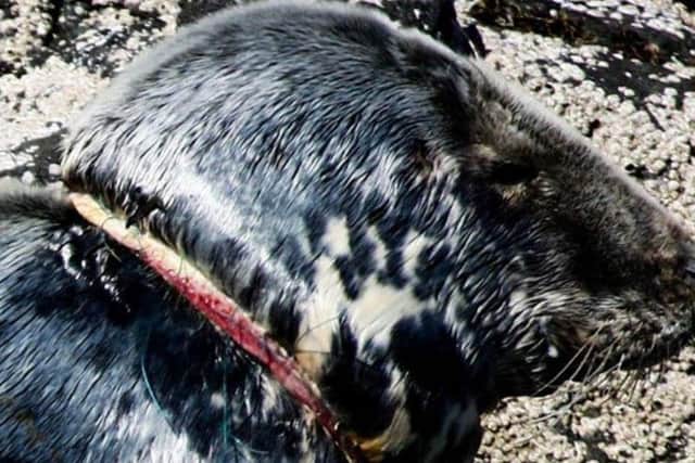 Tourists are being urged to look out for the seal by the British Divers Marine Life Rescue. PIC: Donna Hopton/Gairloch Marine Wildlife Centre & Cruises.
